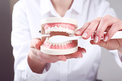 A person s hand holding a toothbrush with bristles inside an open mouth model, demonstrating oral hygiene.